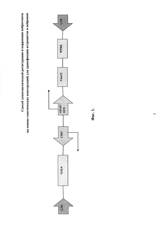 Способ хемогенетической регистрации и коррекции нейрогенеза на основе генетических конструкций для трансфекции астроцитов и нейронов (патент 2630654)