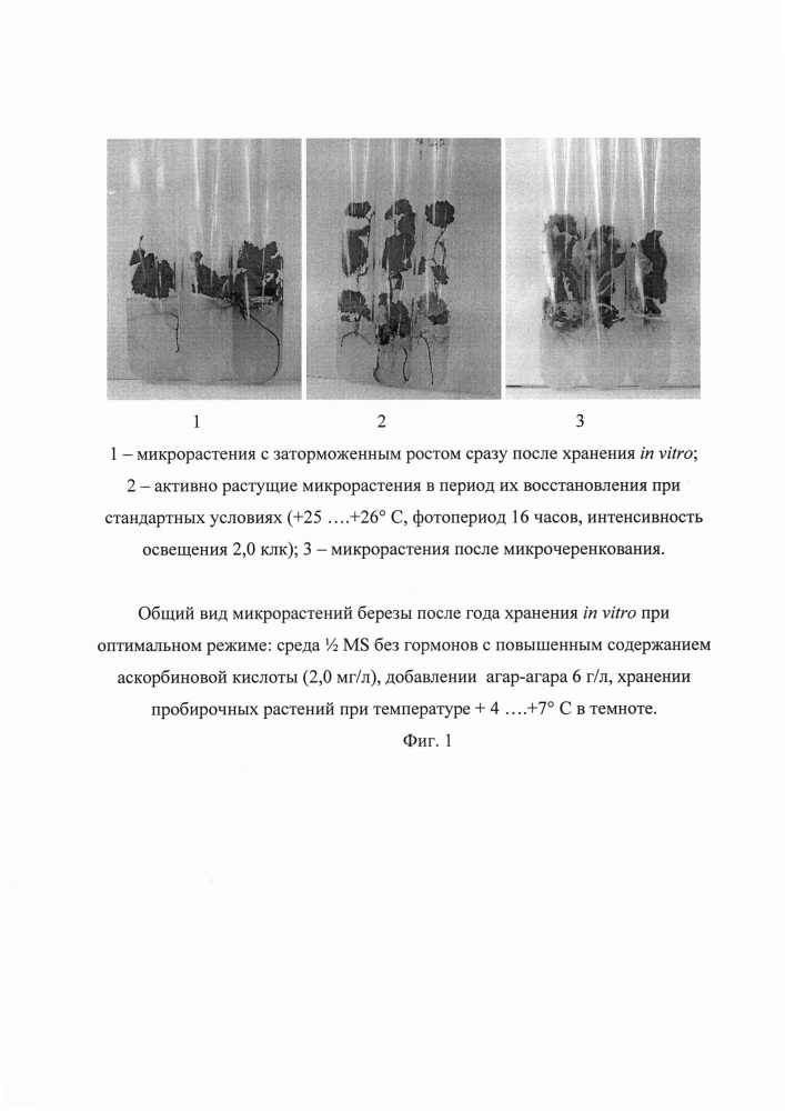 Способ длительного хранения in vitro микрорастений березы (патент 2634409)