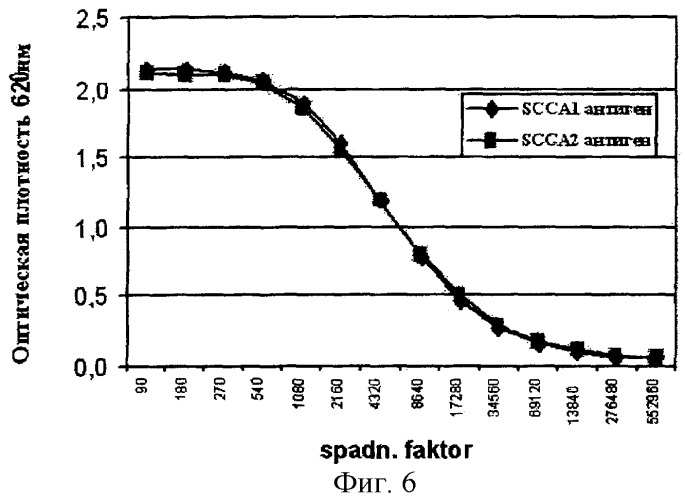 Слитый транскрипт реаранжированных генов scca1 и scca2, кодирующая его последовательность днк и экспрессирующая плазмида (варианты) (патент 2288269)