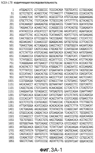 Слитые белки карциноэмбрионального антигена (патент 2380375)