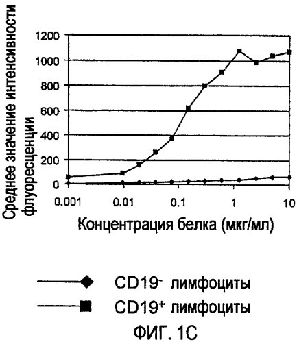 Снижение количества в-клеток с использованием cd37-специфических и cd20-специфических связывающих молекул (патент 2423381)