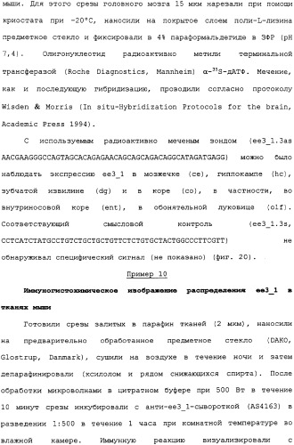 Ее3-семейство белков и соответствующие днк-последовательности (патент 2333918)