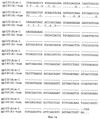 Экспрессионная плазмидная днк pbmc-gp140(a)-hum (патент 2346044)