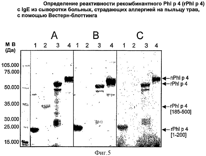 Последовательность днк и получение аллергена пыльцы трав phl p 4 с помощью рекомбинантных способов (патент 2327739)