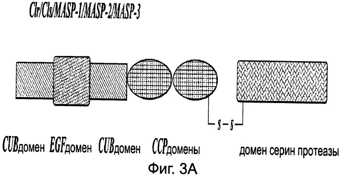 Способ лечения заболеваний, связанных с masp-2-зависимой активацией комплемента (варианты) (патент 2484097)