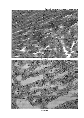 Способ моделирования остеоартроза (патент 2587039)