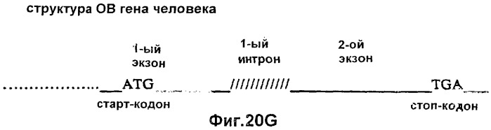 Полипептид ожирения (ов)(варианты), его аналог (варианты) и слитый белок (варианты), изолированная молекула нуклеиновой кислоты, молекула днк, рекомбинантный вектор клонирования, рекомбинантный вектор экспрессии, фармацевтическая композиция, моноклональное и поликлональное антитело (патент 2273645)