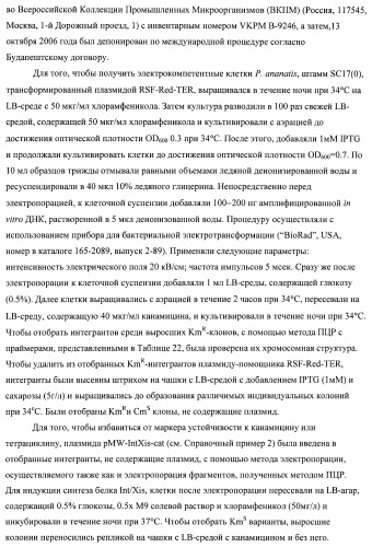 Бактерия семейства enterobacteriaceae - продуцент l-аспарагиновой кислоты или метаболитов, производных l-аспарагиновой кислоты, и способ получения l-аспарагиновой кислоты или метаблитов, производных l-аспарагиновой кислоты (патент 2472853)