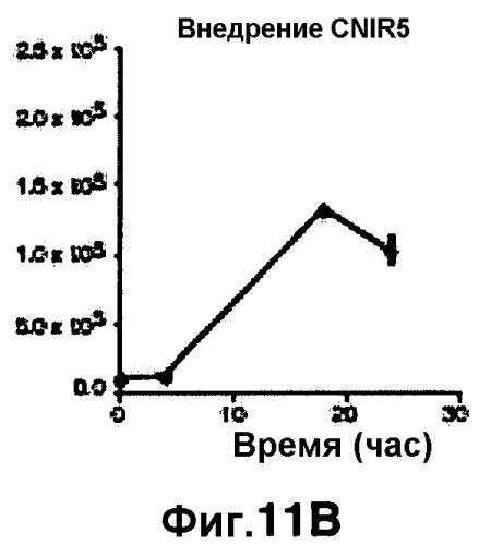 Применение бактериальной бета-лактамазы для диагностики in vitro и визуализации, диагностики и лечения in vivo (патент 2520661)