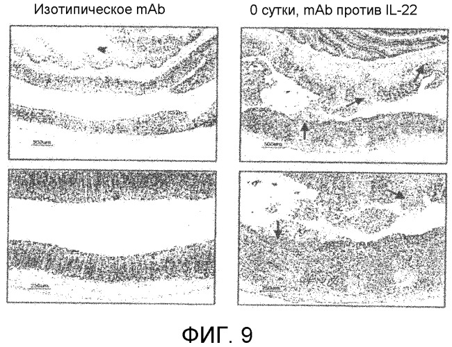 Применение противомикробного полипептида для лечения микробных нарушений (патент 2503460)