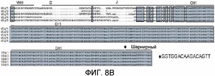 Получение антител из одних тяжелых цепей в трансгенных животных (патент 2435784)
