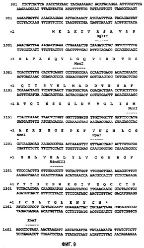 Предшественник инсулина, способ его получения и применение (патент 2283846)