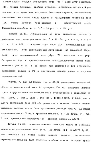 Поликлональное антитело против nogo, фармацевтическая композиция и применение антитела для изготовления лекарственного средства (патент 2432364)