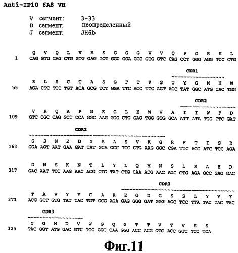 Выделенное антитело против ip-10, иммуноконъюгат и биспецифическая молекула на его основе, их композиции, способ лечения (варианты), кодирующая молекула нуклеиновой кислоты, соответствующий экспрессионный вектор, клетка-хозяин и гибридома (патент 2486199)