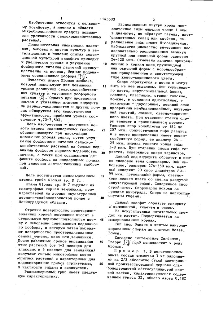 Штамм эндомикоризного гриба @ @ n7,повышающий урожай сельскохозяйственных растений (патент 1145503)
