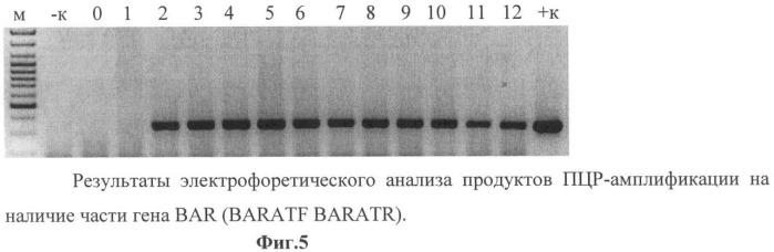 Использование гена мембранной пирофосфатазы бактерии rhodospirillum rubrum для изменения свойств растений (патент 2378379)
