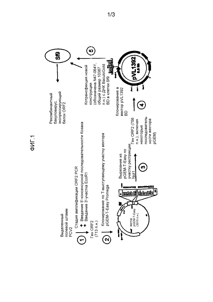 Иммуногенные композиции pcv2 и способы получения таких композиций (патент 2620968)