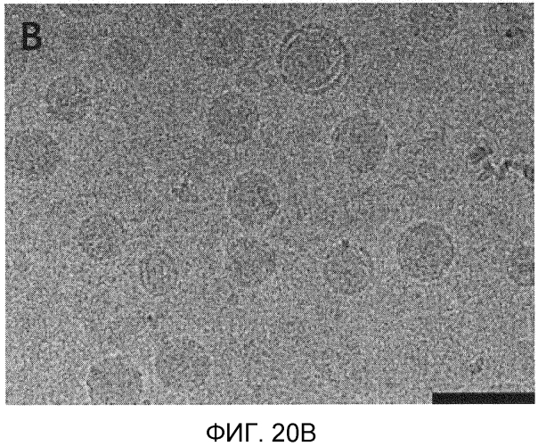 Содержащие нуклеиновые кислоты липидные частицы и относящиеся к ним способы (патент 2573409)
