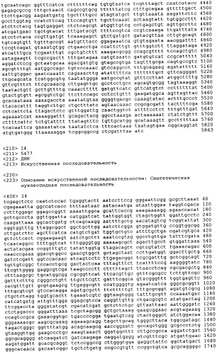 Рекомбинантные микроорганизмы, продуцирующие метионин (патент 2447146)