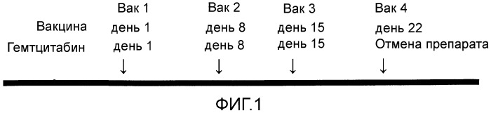 Комбинированная терапия рака поджелудочной железы с использованием антигенного пептида и химиотерапевтического средства (патент 2472522)