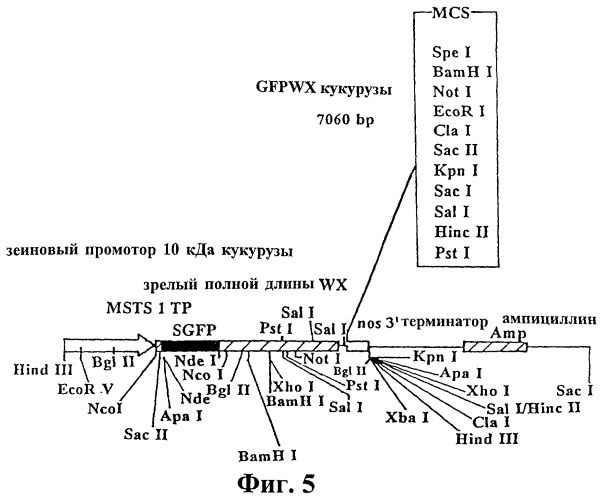 Инкапсулирование полипептидов в матрицу крахмала (патент 2268301)