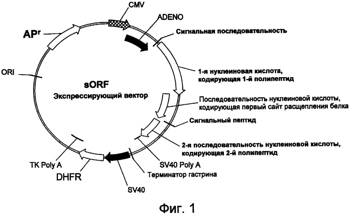 Экспрессия множества генов, включая sorf-конструкции, и способы экспрессирования иммуноглобулина (патент 2478709)