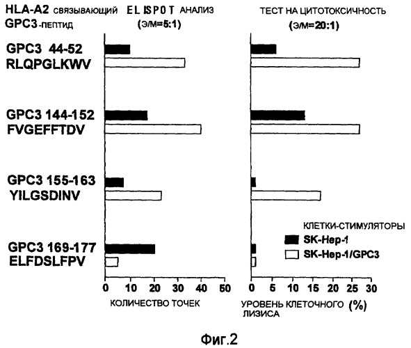 Глипикан-3 (gpc3)-производные антигенные пептиды, отторгающие опухоли, используемые для нla-a2-положительных пациентов, и фармацевтическая продукция, включающая их (патент 2395519)
