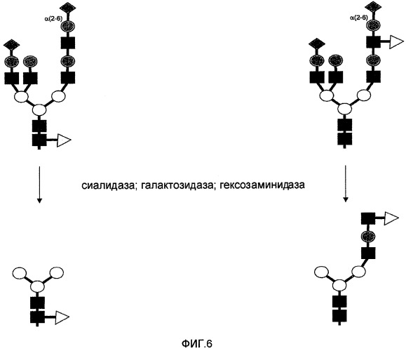 Исследование n-гликанов с использованием экзогликозидаз (патент 2475759)