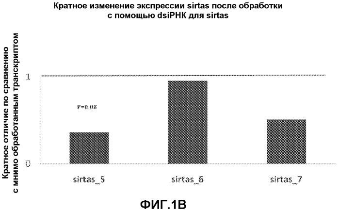 Лечение сиртуин 1 (sirt1)-связанных заболеваний путем ингибирования натурального антисмыслового транскрипта (патент 2551234)