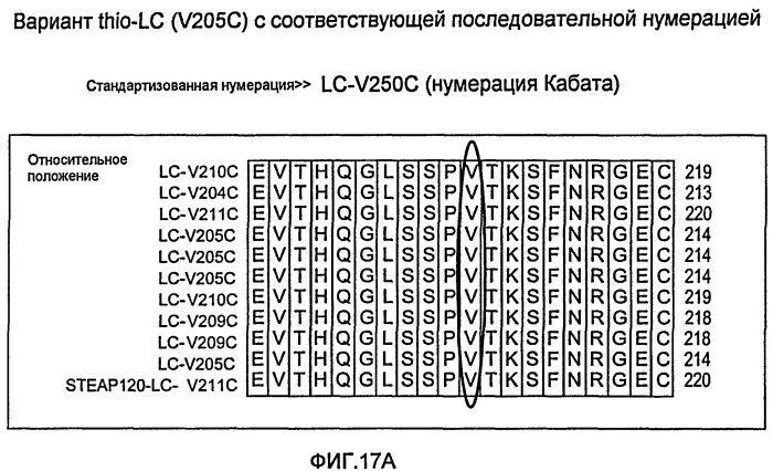 Антитела и иммуноконъюгаты и их применение (патент 2483080)