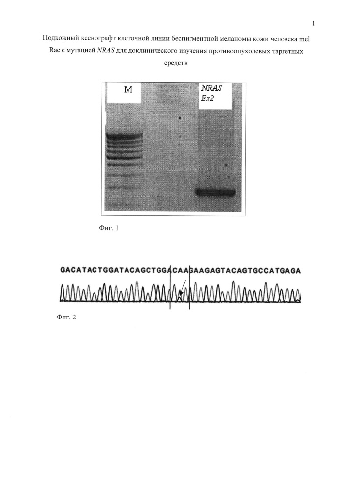 Подкожный ксенографт клеточной линии беспигментной меланомы кожи человека mel rac с мутацией nras для доклинического изучения противоопухолевых таргетных средств (патент 2651939)