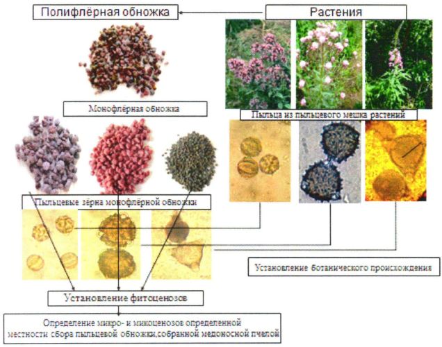 Способ определения фитоценозов пыльценосных и медоносных растений по пыльцевой обножке, собранной apis mellifera (медоносная пчела) (патент 2555447)