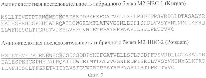 Универсальная вакцина против вируса гриппа птиц (патент 2358981)