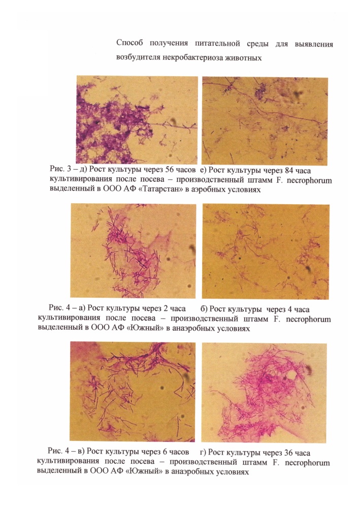 Способ получения питательной среды для выявления возбудителя некробактериоза животных (патент 2631795)