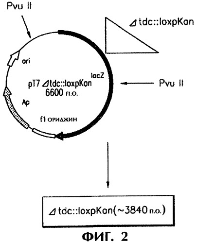 Способ получения l-треонина (патент 2288265)