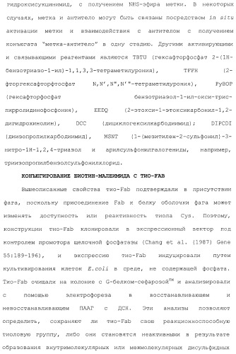 Антитела, сконструированные на основе цистеинов, и их конъюгаты (патент 2412947)