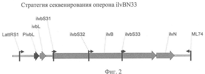 Мутантная ацетолактатсинтаза и способ продукции разветвленных l-аминокислот (патент 2355763)