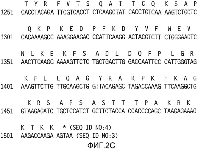 Молекула нуклеиновой кислоты, кодирующая hpv31 l1, экспрессирующий вектор, клетка-хозяин, вирусоподобная частица и способ ее получения, вакцина, фармацевтическая композиция и способы с их использованием (патент 2356943)