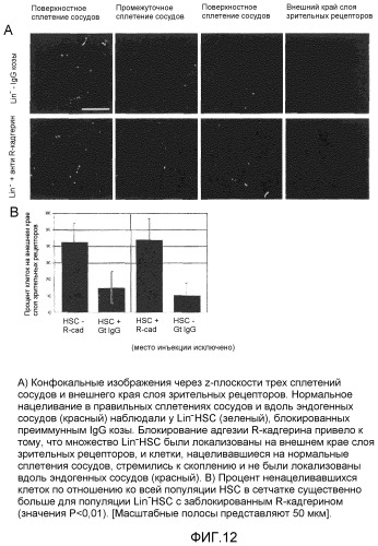 Селективные антагонисты r-кадгерина и способы (патент 2349598)