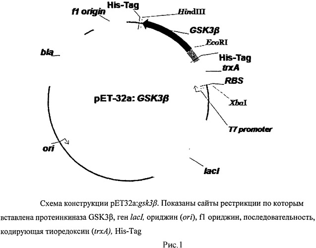 Тест-система для скрининга ингибиторов протеинкиназы gsk3β; человека (патент 2528059)