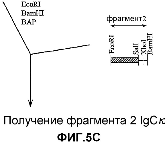 Желудочно-кишечный пролиферативный фактор и его применения (патент 2343158)