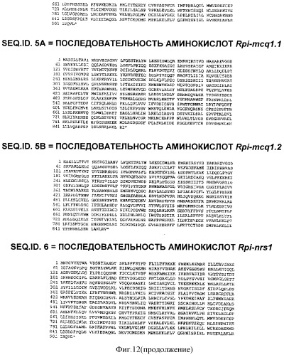 Гены и способы обеспечения устойчивости к фитофторозу пасленовых (патент 2511423)