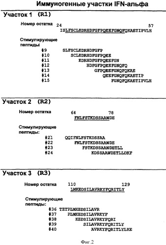 Способ картирования и устранения эпитопов т-клеток (патент 2334235)