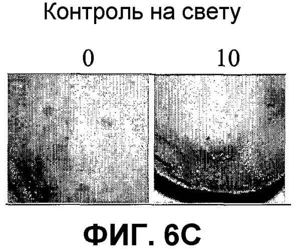 Катионные производные бактериохлорофилла и их применение (патент 2397172)