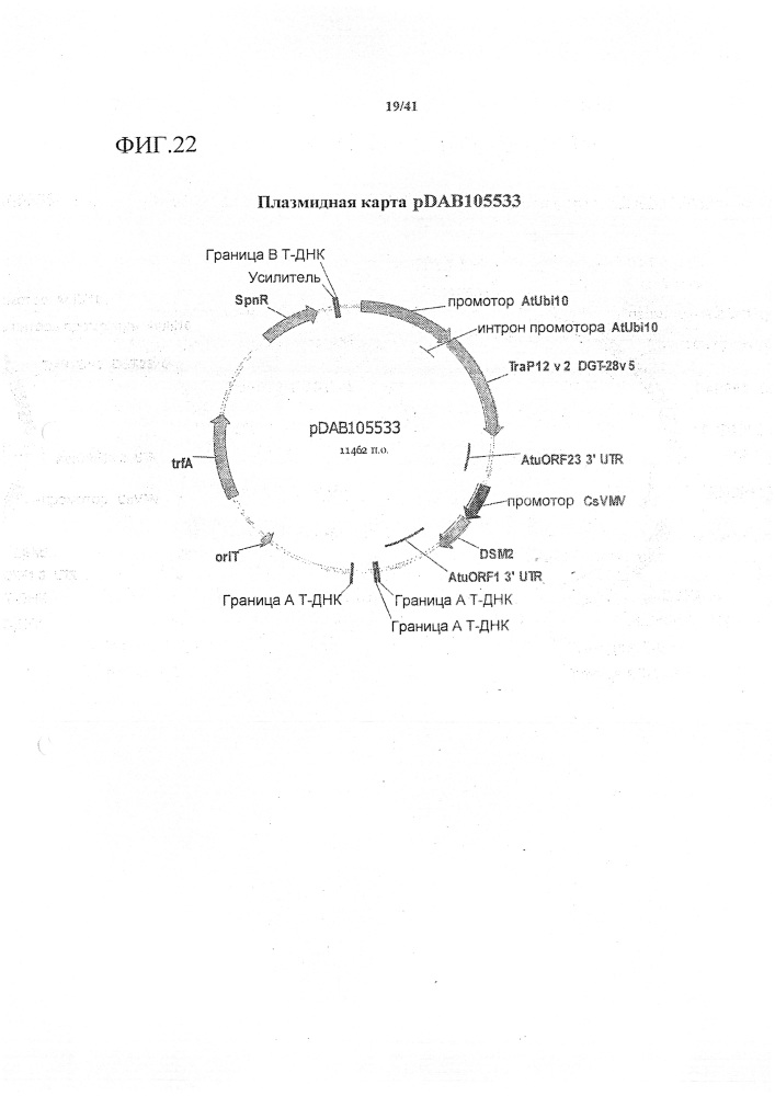 Синтетические транзитные пептиды хлоропласта из brassica (патент 2636035)