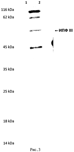 Способ очистки рекомбинантного белка интерфероноподобного фактора iii типа (патент 2549710)
