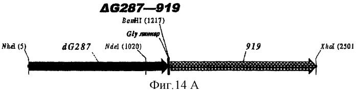 Гетерологичная экспрессия белков neisseria (патент 2299906)