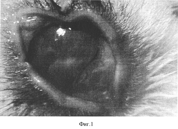 Способ моделирования грибкового кератита у кроликов (патент 2346338)