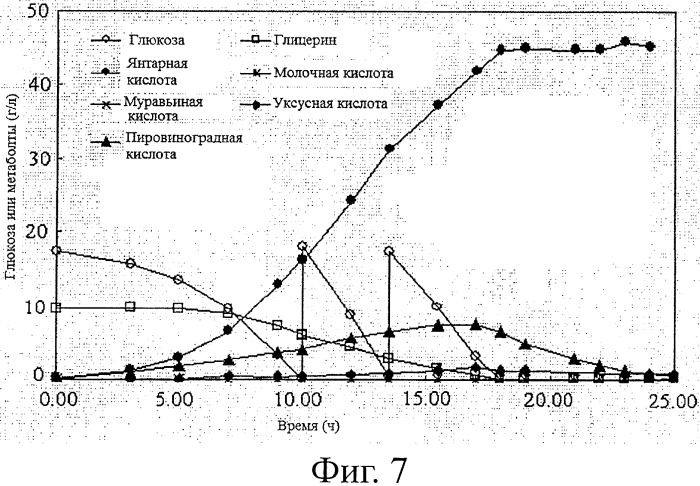 Новый сконструированный микроорганизм, продуцирующий гомо-янтарную кислоту, и способ получения янтарной кислоты с его применением (патент 2415942)