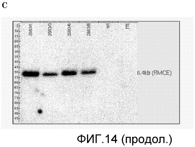 Продуцирующие антитела млекопитающие, не являющиеся человеком (патент 2559524)